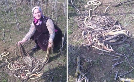 Жительница Дагестана убила почти сотню змей, заползших в ее огород