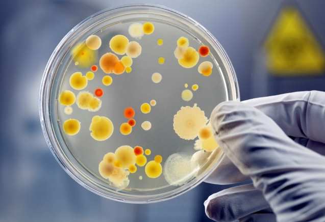 Ученые Гарварда рассказали о том, как появляются супербактерии-убийцы