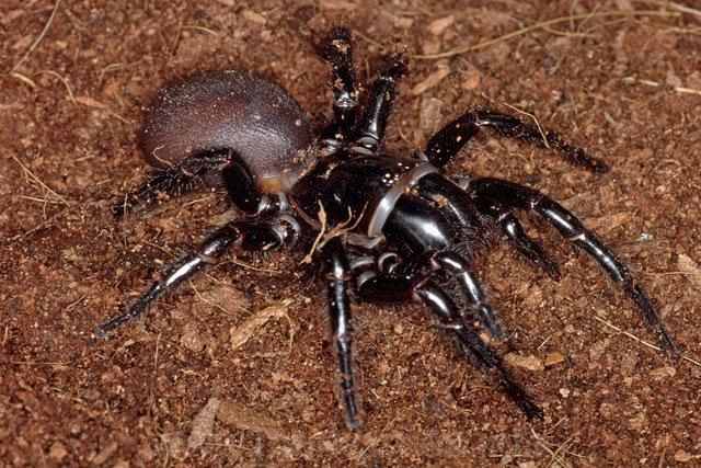 Читать В Австралии ребенка укусил самый ядовитый в мире паук