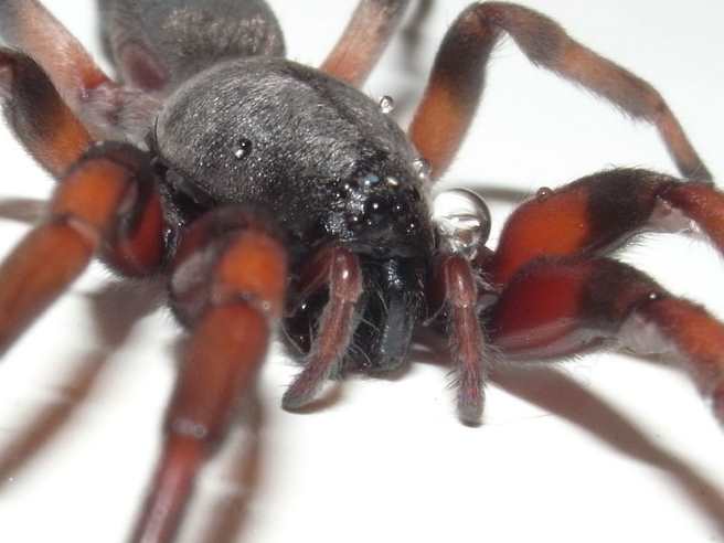 Филиппинец приехал в Австралию и лишился ноги после укуса паука